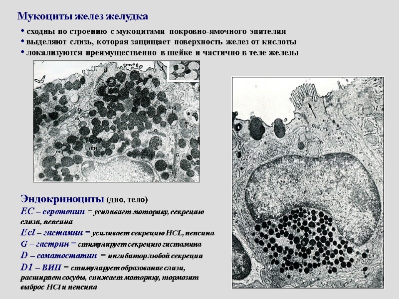 Мукоциты желез желудка  сходны по строению с мукоцитами покровно-ямочного эпителия  выделяют слизь,